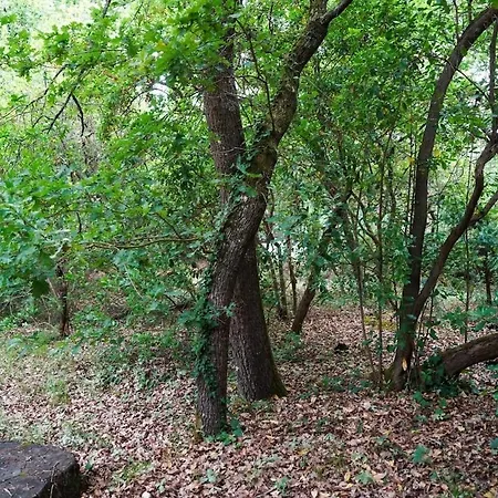 Villa La Petite Pinede - Typique Au Calme Et A Quelques Pas De La *